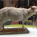 25 años de la ove­ja Do­lly, el ex­pe­ri­men­to que re­vo­lu­cio­nó la bio­lo­gía