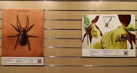 Dos de las obras expuestas en la octava edición del Ilustraciencia