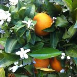 La cuna de la naranja en Valencia, mucho más que fruta