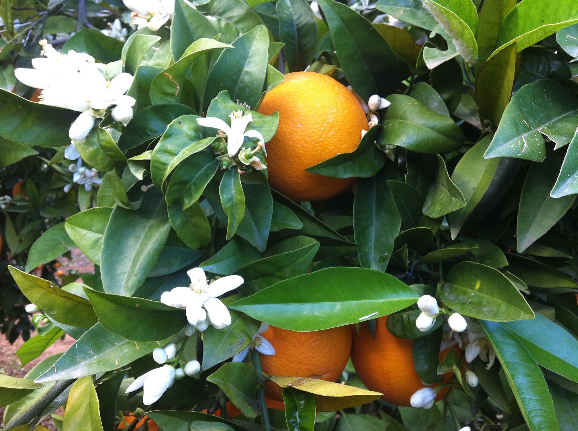 La cuna de la naranja en Valencia, mucho&hellip;