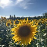 El románico palentino: los 8 monumentos imprescindibles del mayor tesoro románico de Europa