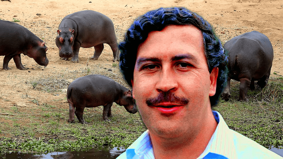 Vistazo a los primeros 4 hipopótamos que Pablo Escobar llevó a su hacienda donde se llegaron a reproducir sin control.