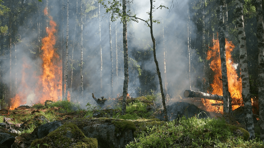dia del medio ambiente, consecuencia de los incendios forestales.